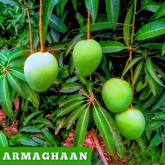 Armaghan Special Mango 5 kg Premium Box