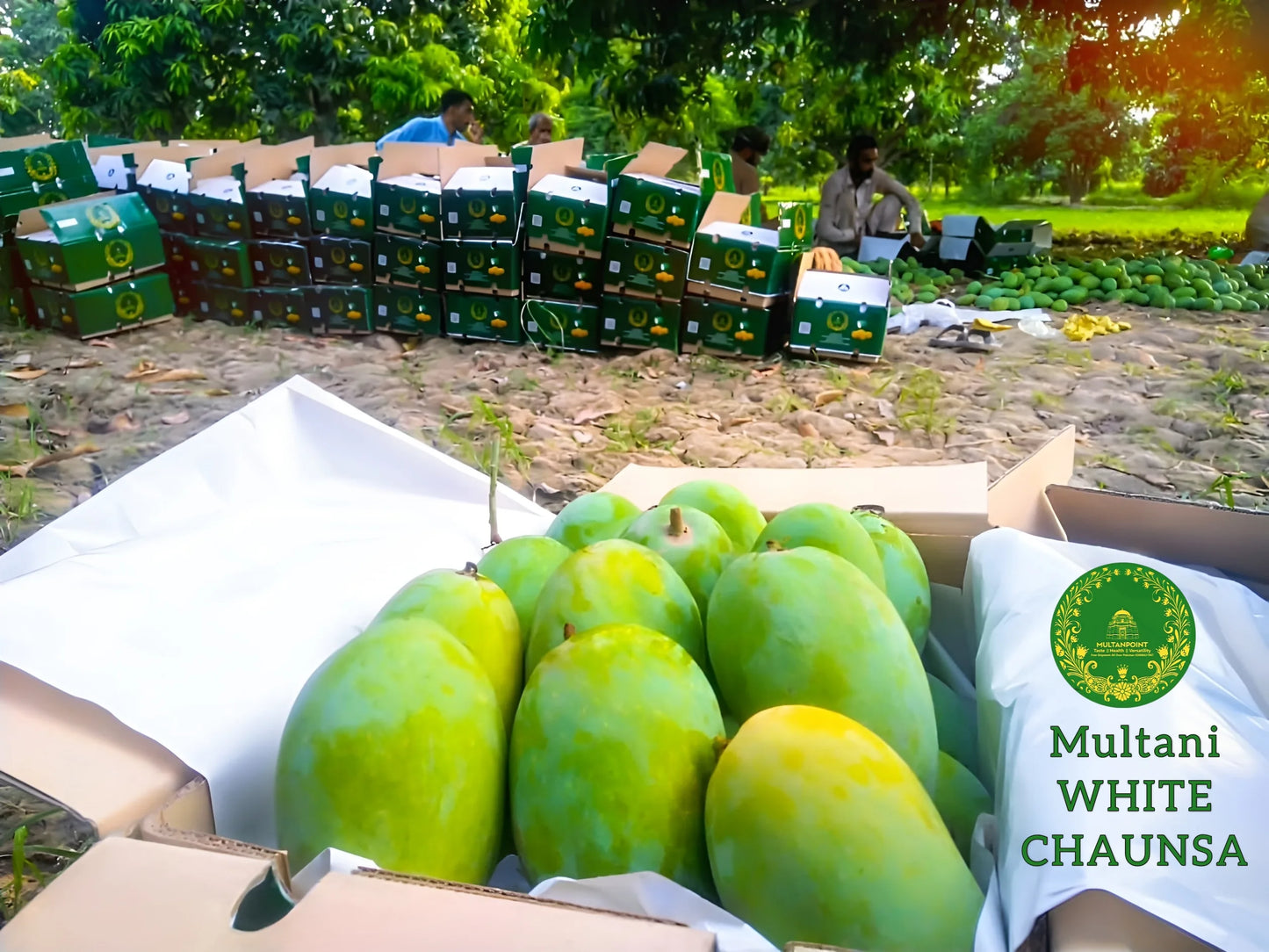 Multani White Chaunsa Export Grade (Free TCS Delivery)