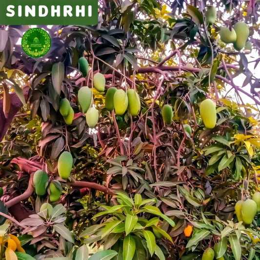 Sindhri Export Grade Gift Box (Free TCS Delivery)